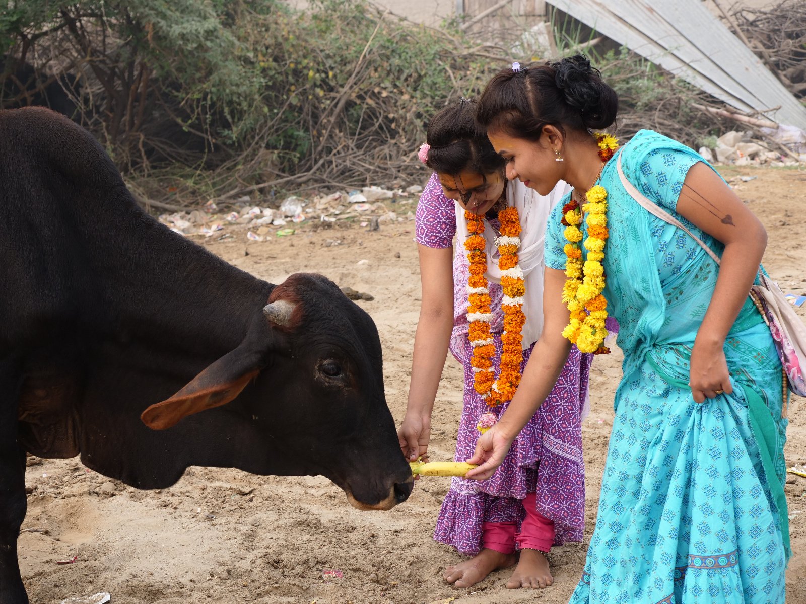  158 Gopashtami Radha kunda Govardhan 19.11.04